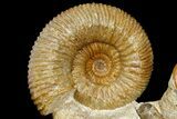 Jurassic Ammonite, Bivalve and Belemnite Association - France #177612-1